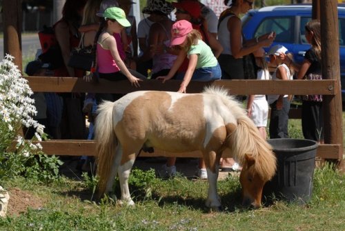 Pony at the St. Jean Ranch