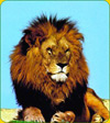 Un lion au Safaripark Sigean