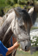 Cheval du Ranch St. Jean