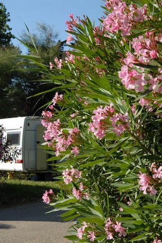 Between flowers and trees the campsite at Sérignan