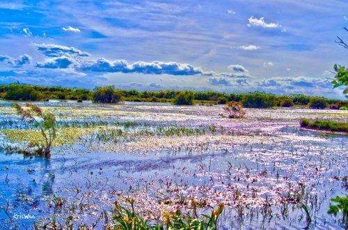 La Camargue