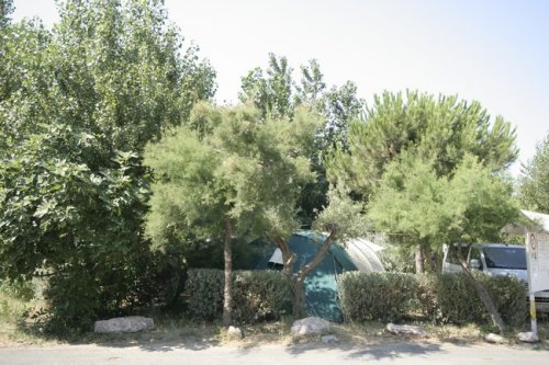 The trees offer their protective shade