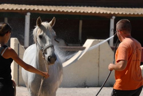 Les chevaux du Ranch St jean