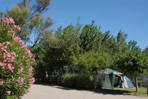 Campsites between mid oleanders and mulberry trees