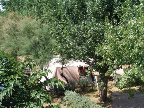 Trees surrounding the campsite